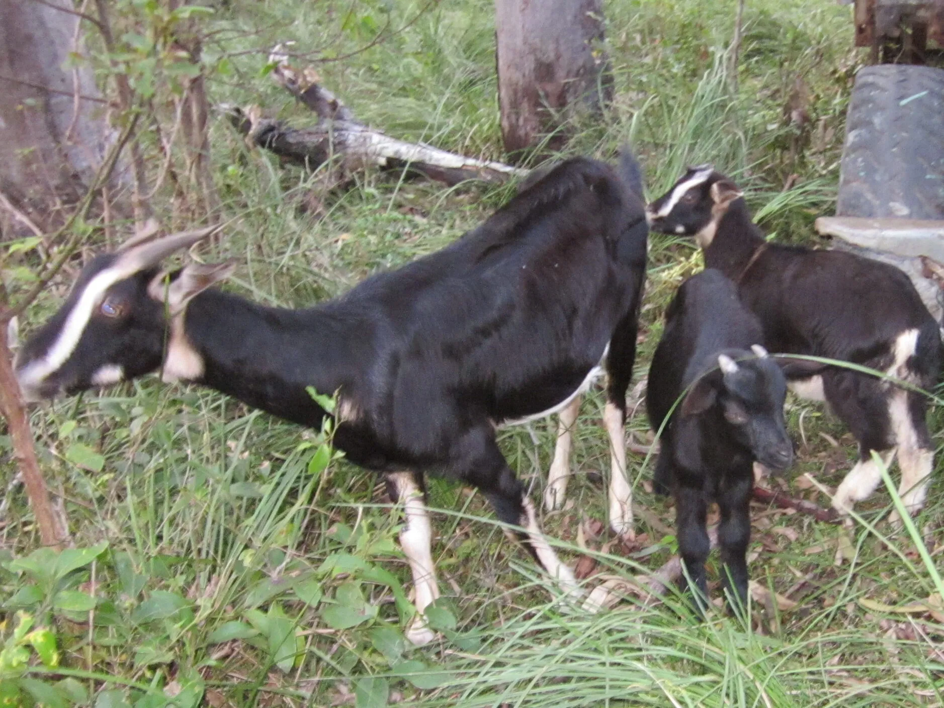 Middle Percy Island goats: a black and white doe can have different coloured kids, depending on the sire's colouring.