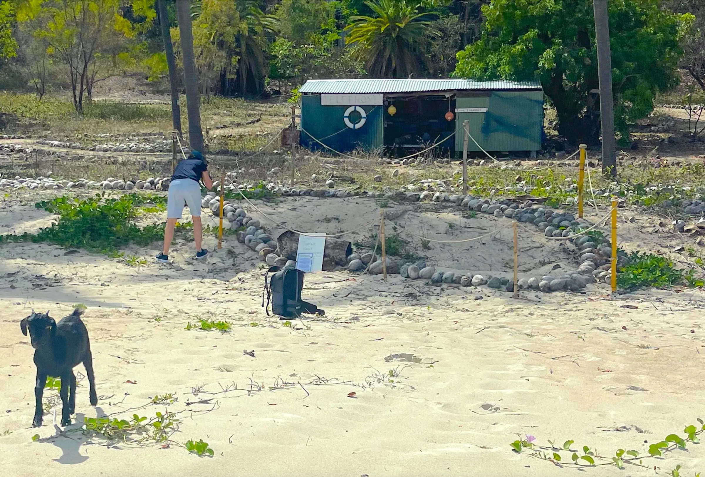 A protected green turtle nest at West Bay