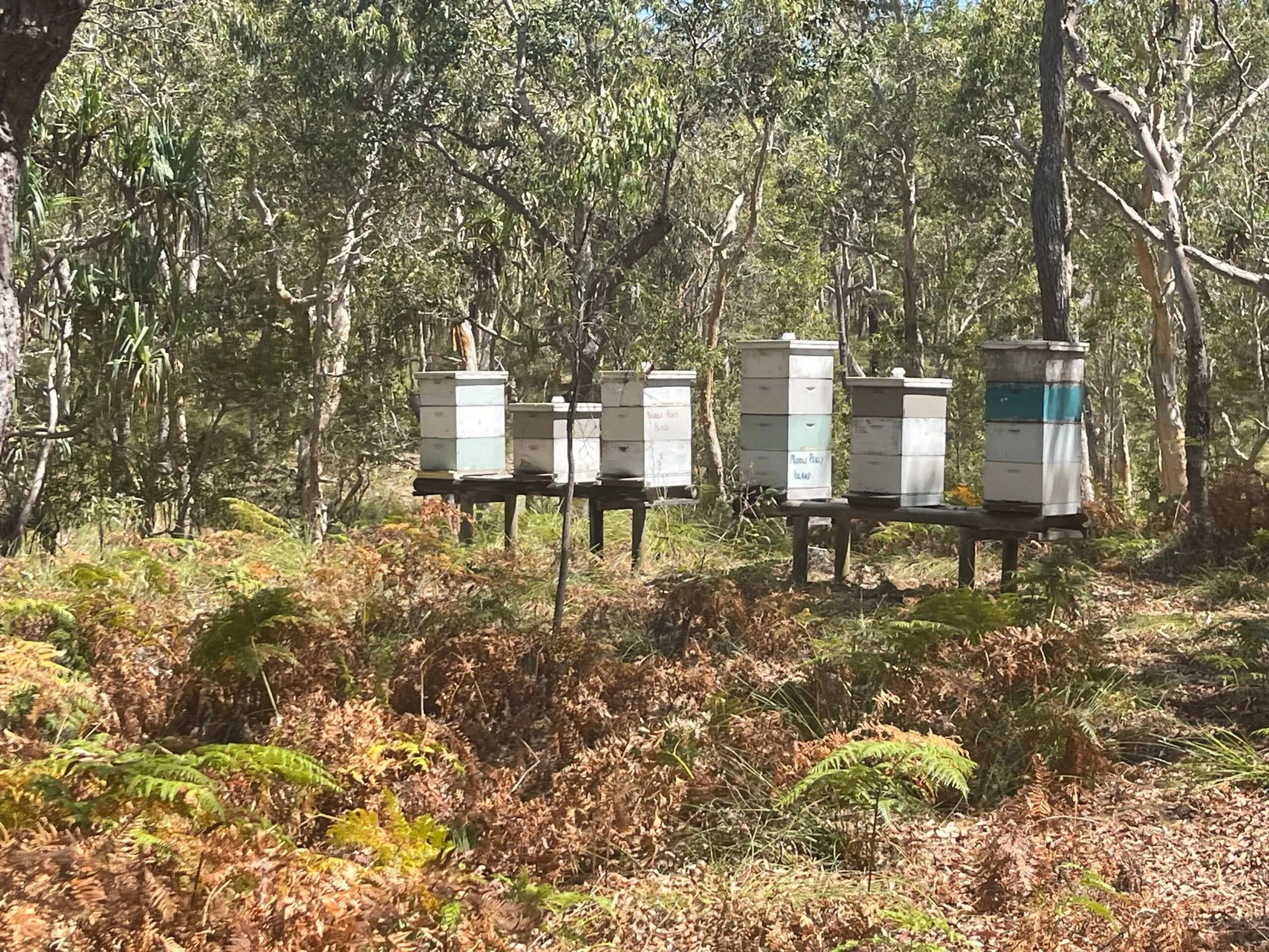 The airstrip hives